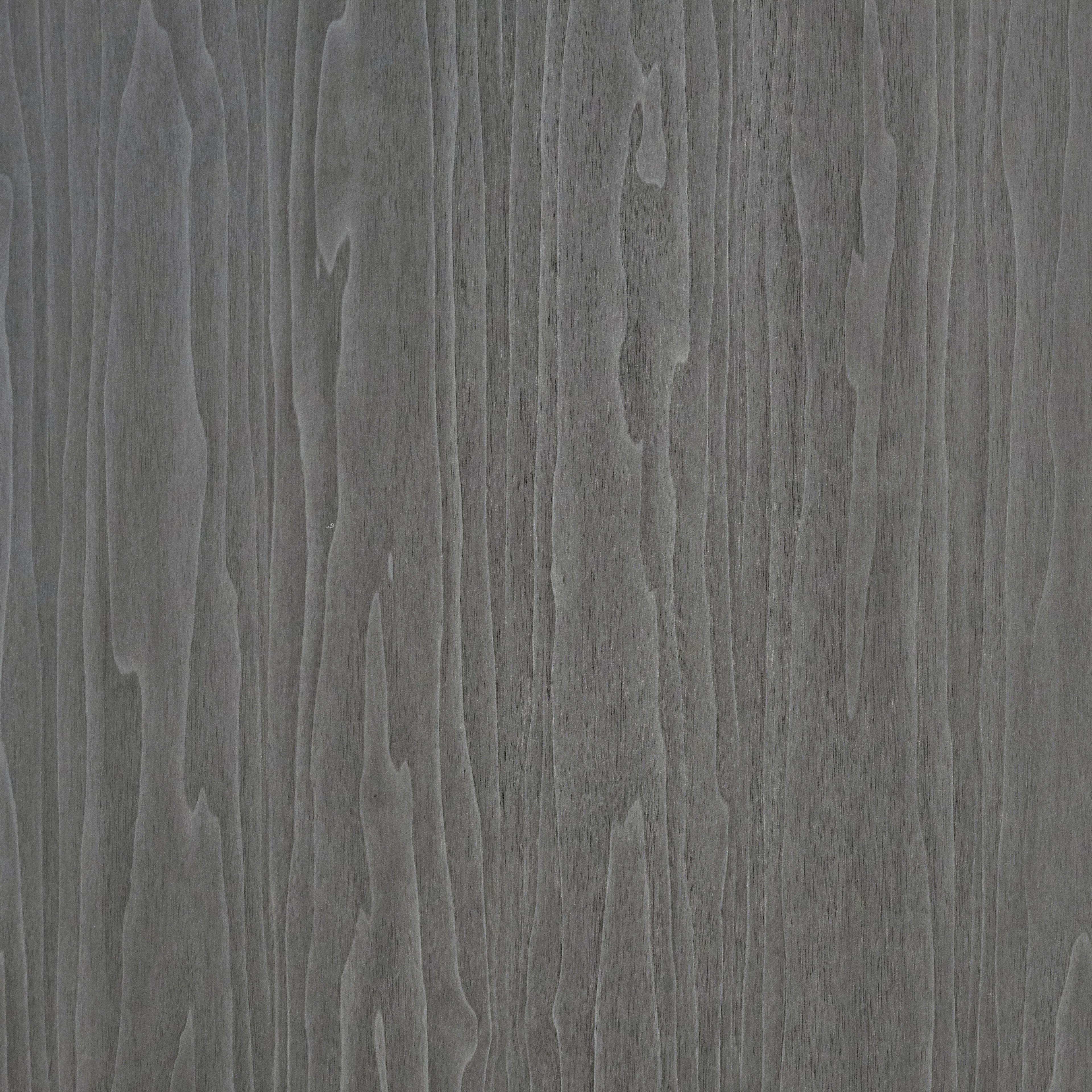 Stone Elm